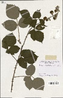 spécimen de Rubus rhombifolius