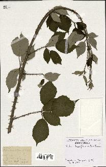 spécimen de Rubus rhombifolius