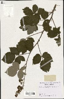 spécimen de Rubus rhombifolius