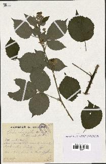 spécimen de Rubus rhamnifolius