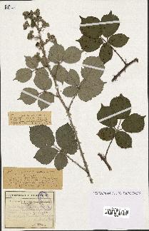 spécimen de Rubus rhamnifolius