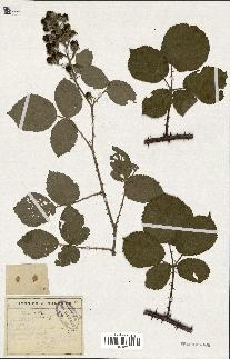 spécimen de Rubus rhamnifolius