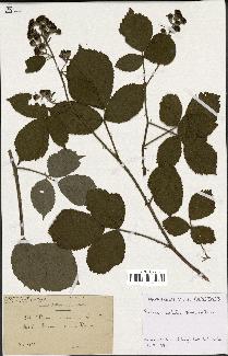 spécimen de Rubus radula