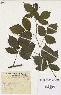 spécimen de Rubus obscurus