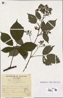 spécimen de Rubus obscurus