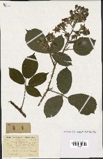 spécimen de Rubus obscurus