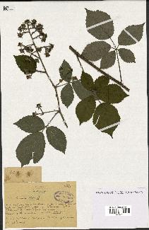 spécimen de Rubus obscurus