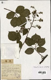 spécimen de Rubus lejeunei