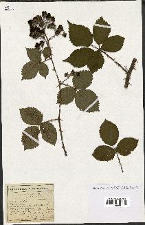 spécimen de Rubus imbricatus