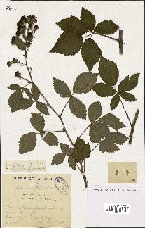 spécimen de Rubus imbricatus