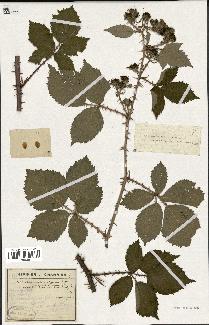 spécimen de Rubus imbricatus