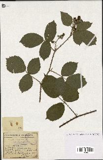 spécimen de Rubus rosaceus