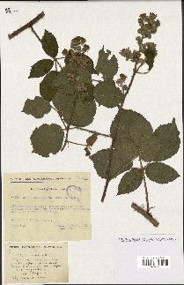 spécimen de Rubus rosaceus