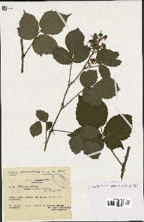 spécimen de Rubus rosaceus