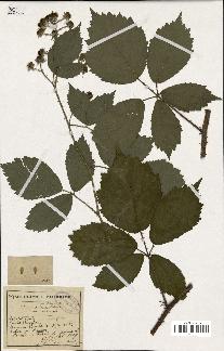 spécimen de Rubus multifidus