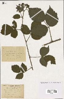 spécimen de Rubus multifidus