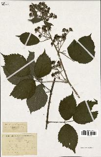 spécimen de Rubus multifidus