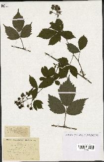 spécimen de Rubus multifidus