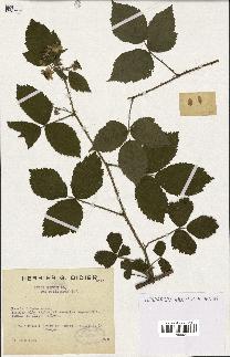 spécimen de Rubus menkei