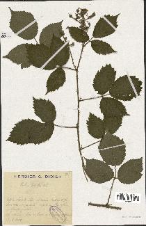 spécimen de Rubus menkei