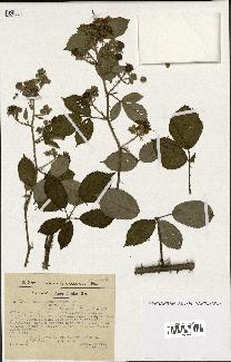 spécimen de Rubus macrostachys