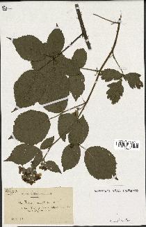 spécimen de Rubus macrophyllus