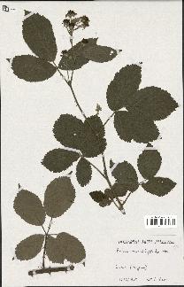 spécimen de Rubus macrophylloides