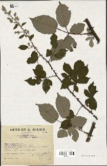 spécimen de Rubus ulmifolius