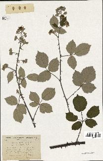 spécimen de Rubus subtruncatus