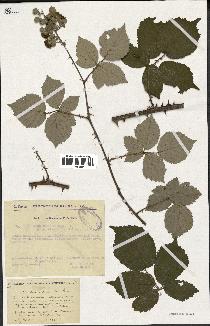 spécimen de Rubus ulmifolius