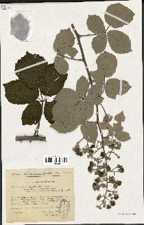 spécimen de Rubus ulmifolius