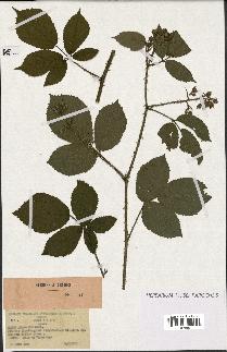 spécimen de Rubus adornatus