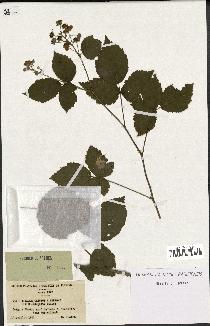 spécimen de Rubus caesius x bifrons