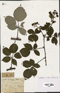 spécimen de Rubus godronii