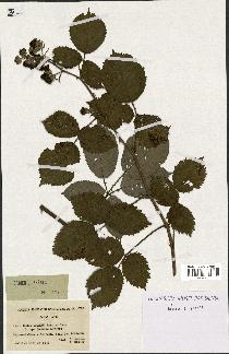 spécimen de Rubus godronii