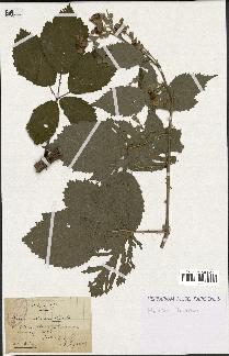spécimen de Rubus constrictus