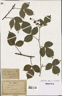 spécimen de Rubus lejeunei