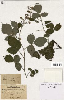 spécimen de Rubus melanoxylon