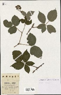 spécimen de Rubus candicans