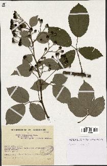 spécimen de Rubus thyrsoideus