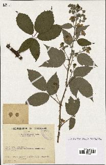 spécimen de Rubus thyrsanthus