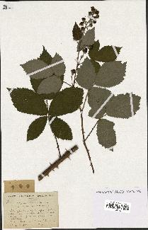 spécimen de Rubus thyrsanthus