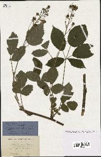 spécimen de Rubus thyrsoideus