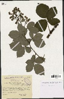 spécimen de Rubus thyrsoideus