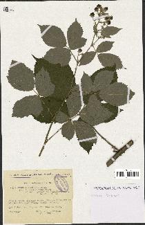 spécimen de Rubus thyrsoideus