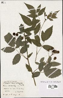 spécimen de Rubus sp.