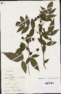 spécimen de Rubus sp.