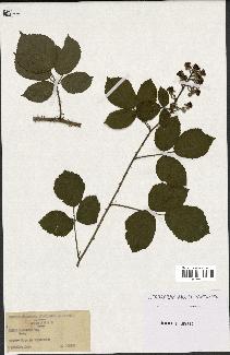 spécimen de Rubus pallidus