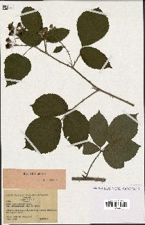 spécimen de Rubus macrostachys