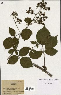 spécimen de Rubus carpinifolius